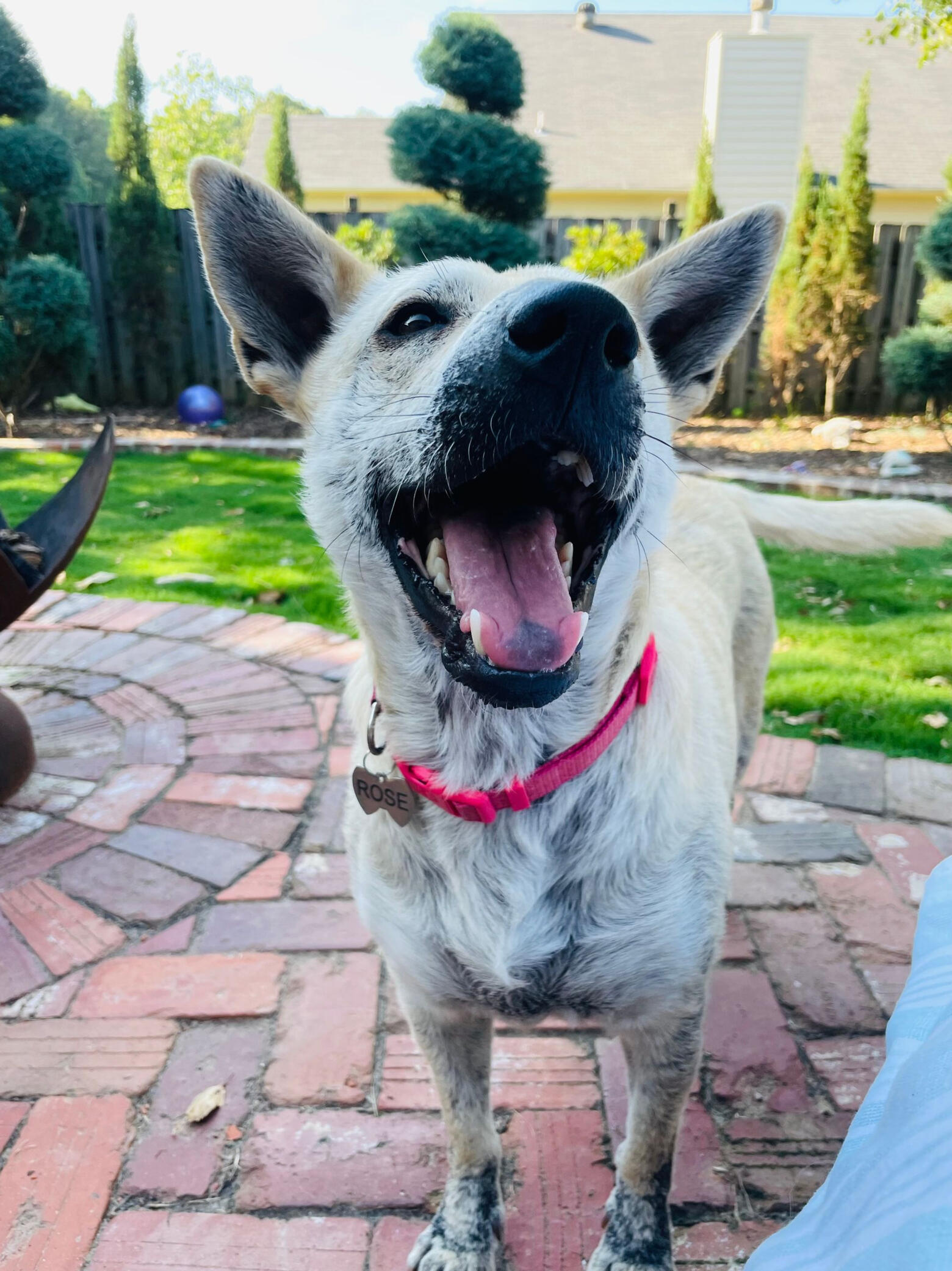 Meet Rose
